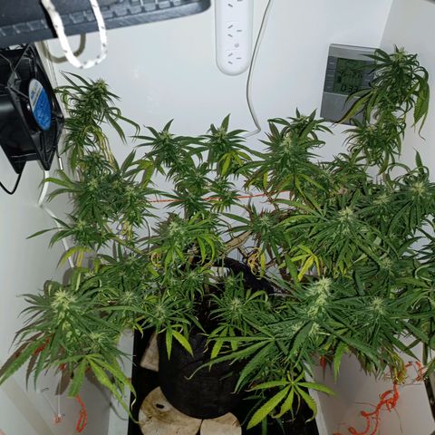 Lila X growlog timeline photo