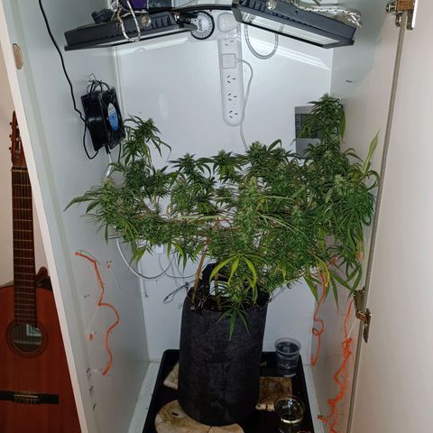 Lila X growlog timeline photo