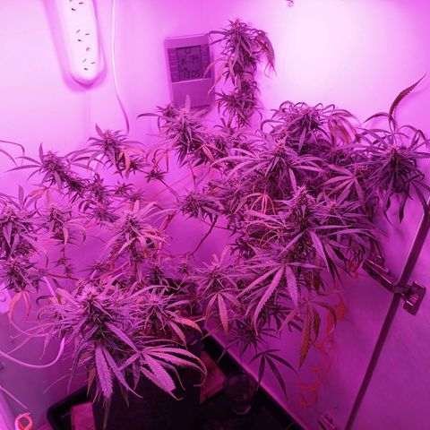 Lila X growlog timeline photo