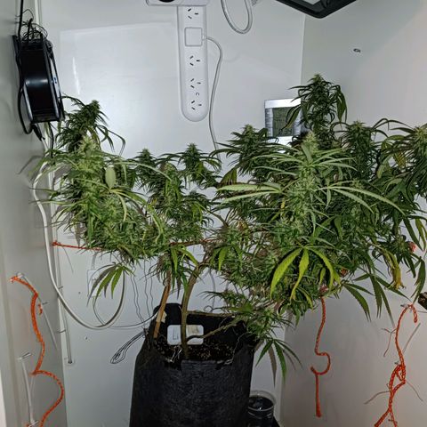 Lila X growlog timeline photo