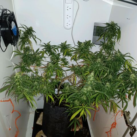 Lila X growlog timeline photo