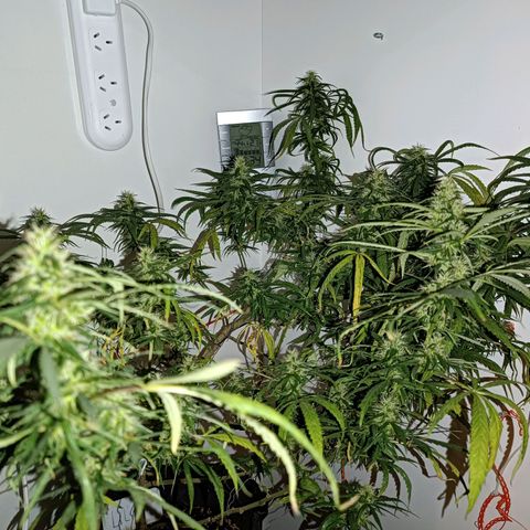 Lila X growlog timeline photo