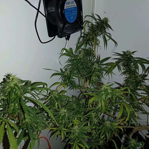 Lila X growlog timeline photo