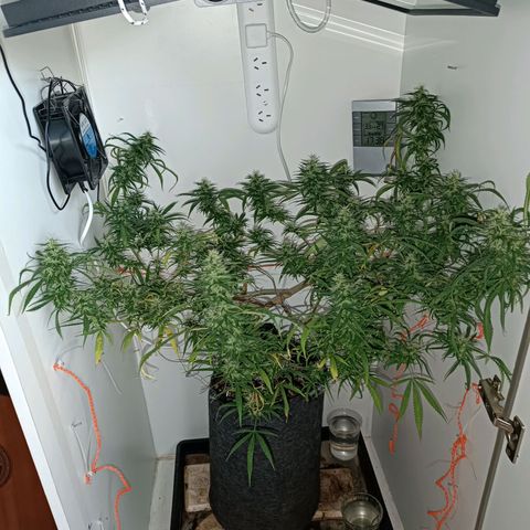 Lila X growlog timeline photo