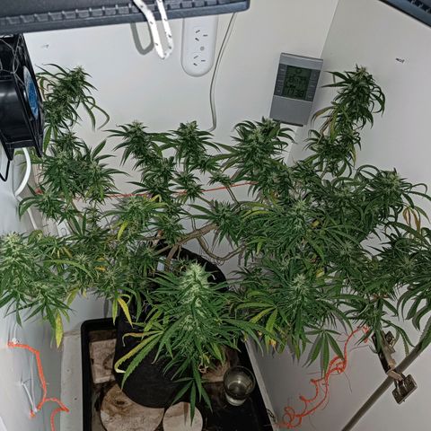 Lila X growlog timeline photo