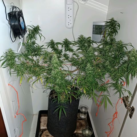 Lila X growlog timeline photo