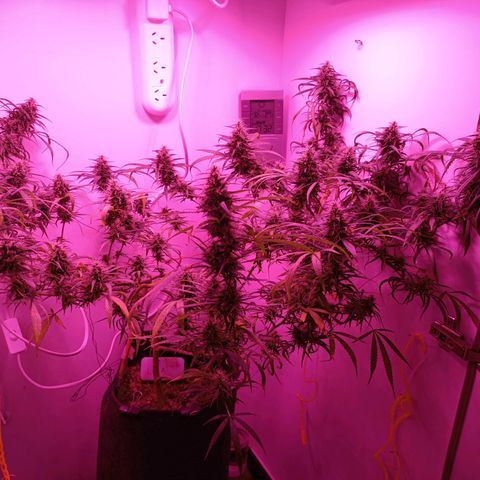 Lila X growlog timeline photo