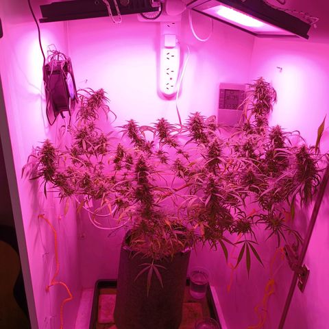 Lila X growlog timeline photo