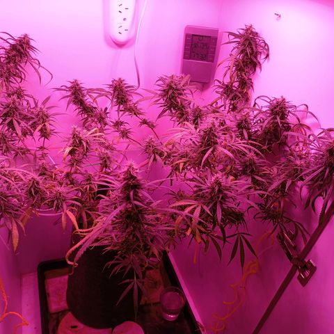 Lila X growlog timeline photo