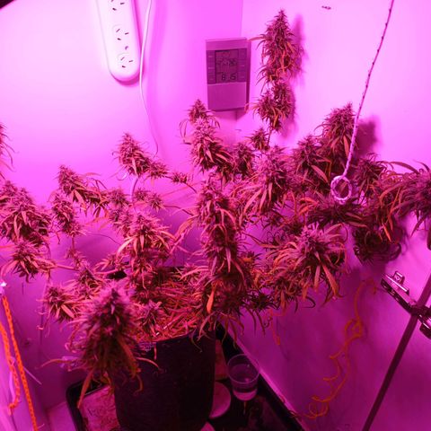 Lila X growlog timeline photo