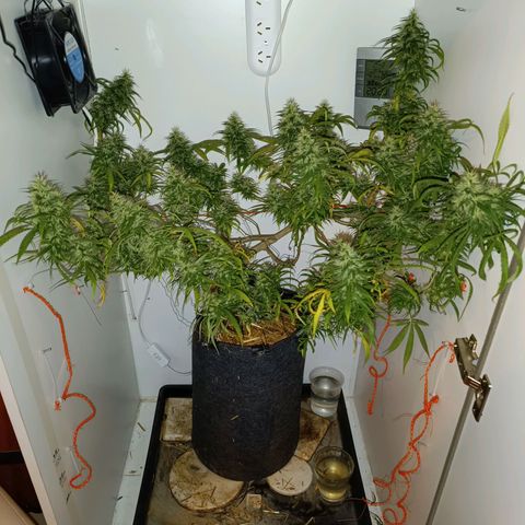 Lila X growlog timeline photo