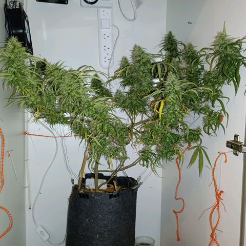 Lila X growlog timeline photo