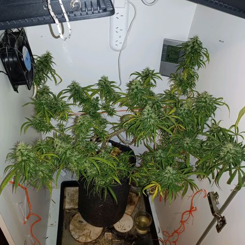 Lila X growlog timeline photo