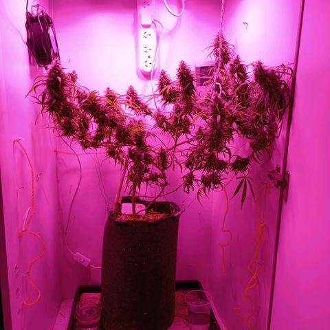 Lila X growlog timeline photo