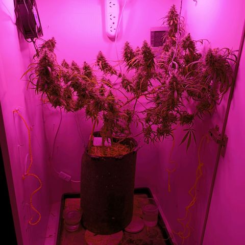 Lila X growlog timeline photo