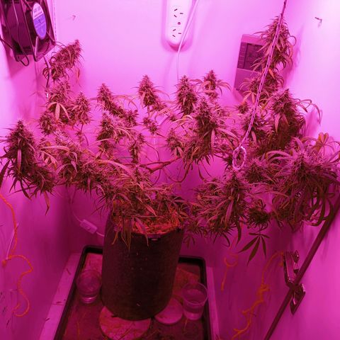 Lila X growlog timeline photo