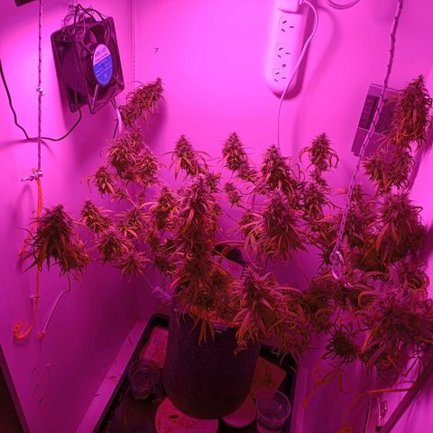 Lila X growlog timeline photo