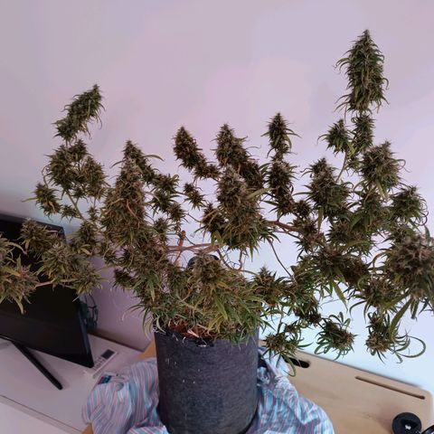 Lila X growlog timeline photo