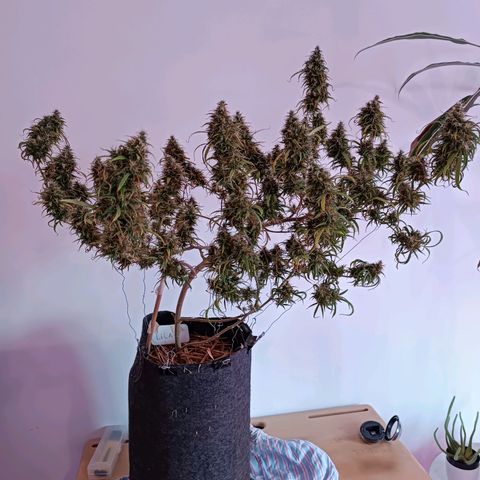 Lila X growlog timeline photo