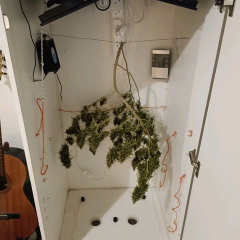 Lila X growlog timeline photo