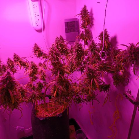 Lila X growlog timeline photo
