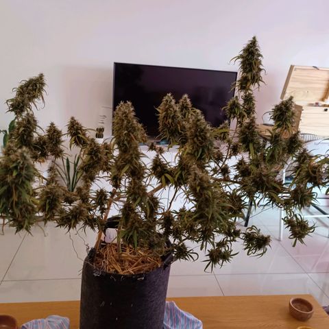 Lila X growlog timeline photo