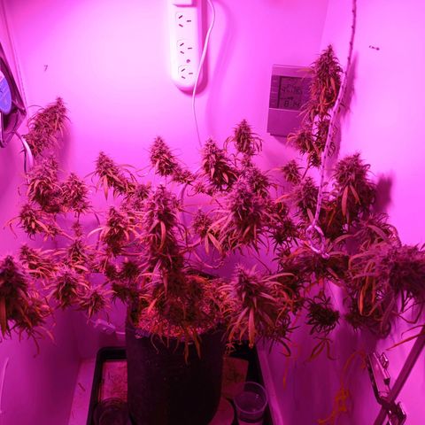 Lila X growlog timeline photo