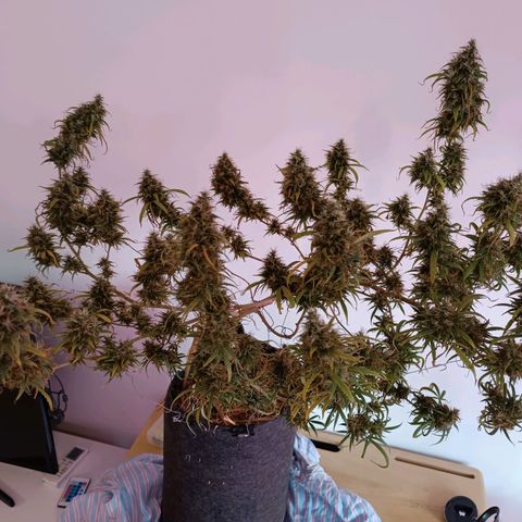 Lila X growlog timeline photo