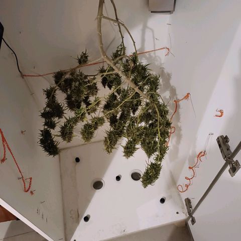 Lila X growlog timeline photo