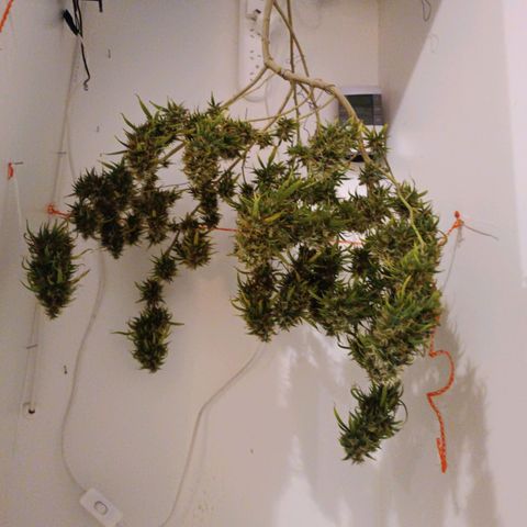 Lila X growlog timeline photo