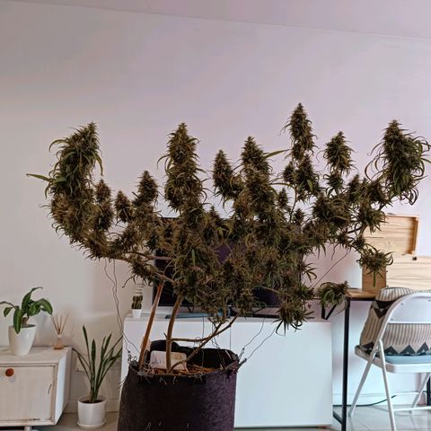 Lila X growlog timeline photo