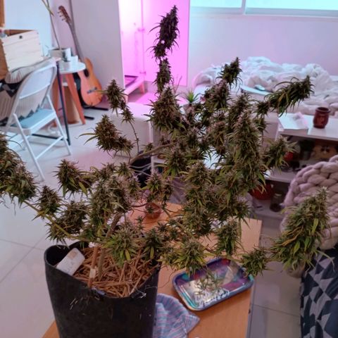 Lila X growlog timeline photo