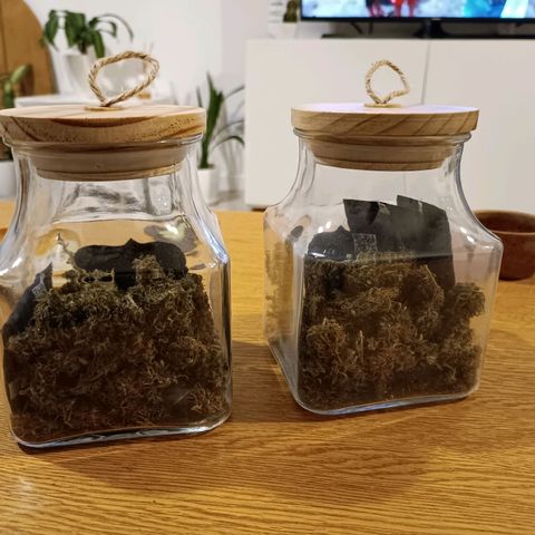Lila X growlog timeline photo