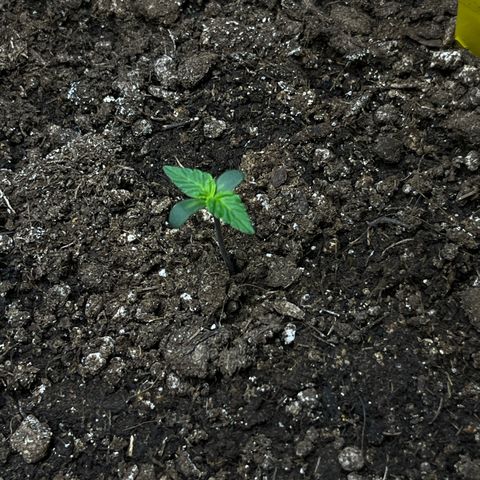 Blueberry Zkittlez Automatic growlog timeline photo