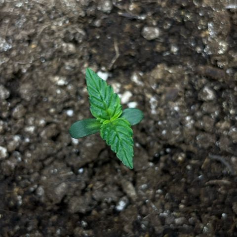 Blueberry Zkittlez Automatic growlog timeline photo