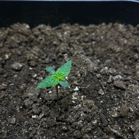 Blueberry Zkittlez Automatic growlog timeline photo