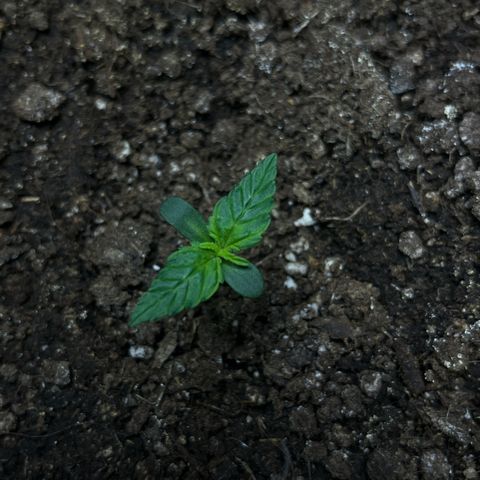 Blueberry Zkittlez Automatic growlog timeline photo