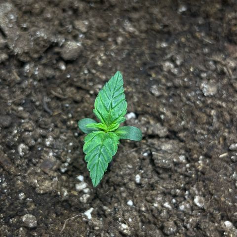 Blueberry Zkittlez Automatic growlog timeline photo