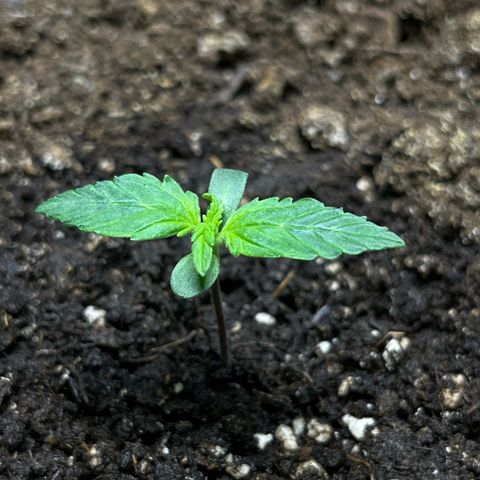 Blueberry Zkittlez Automatic growlog timeline photo