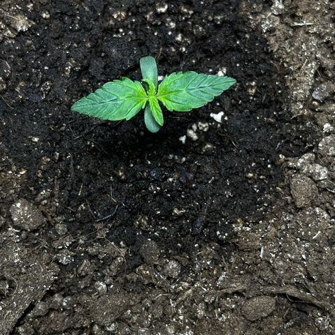 Blueberry Zkittlez Automatic growlog timeline photo