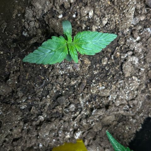 Blueberry Zkittlez Automatic growlog timeline photo