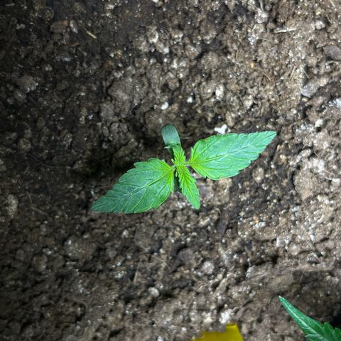 Blueberry Zkittlez Automatic growlog timeline photo