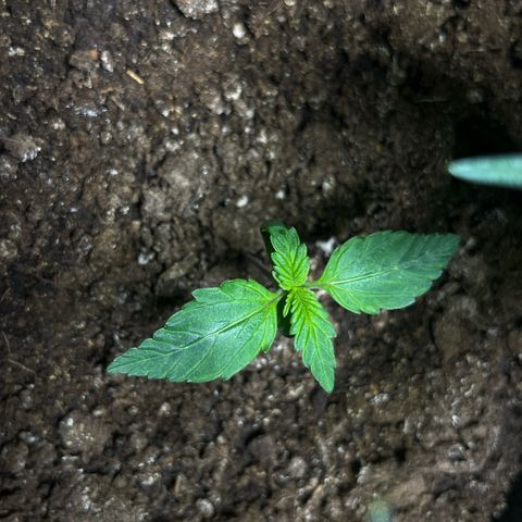 Blueberry Zkittlez Automatic growlog timeline photo