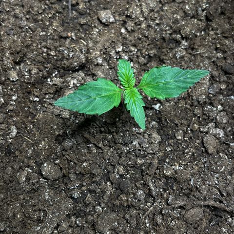 Blueberry Zkittlez Automatic growlog timeline photo