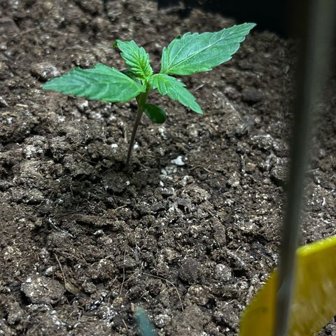Blueberry Zkittlez Automatic growlog timeline photo