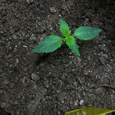 Blueberry Zkittlez Automatic growlog timeline photo