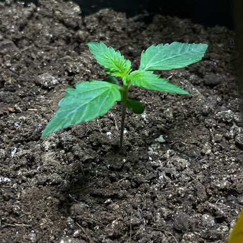 Blueberry Zkittlez Automatic growlog timeline photo