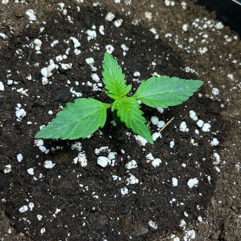 Blueberry Zkittlez Automatic growlog timeline photo