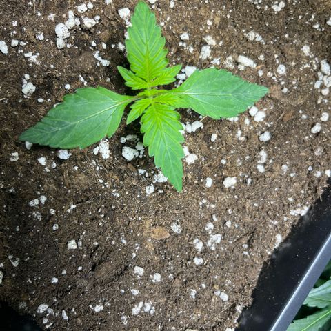 Blueberry Zkittlez Automatic growlog timeline photo