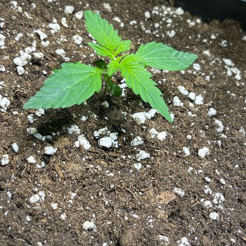 Blueberry Zkittlez Automatic growlog timeline photo